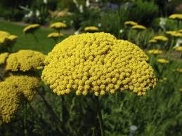 Donnez le nom usuel, le nom botanique et la famille de cette fleur ?