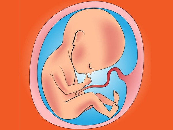 Comment appelle-t-on le cordon qui relie le fœtus au placenta ?