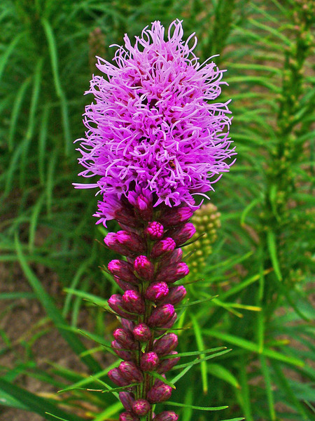 Donnez le nom usuel de cette fleur ?