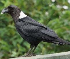 Quelle est cette espèce de corbeau ?