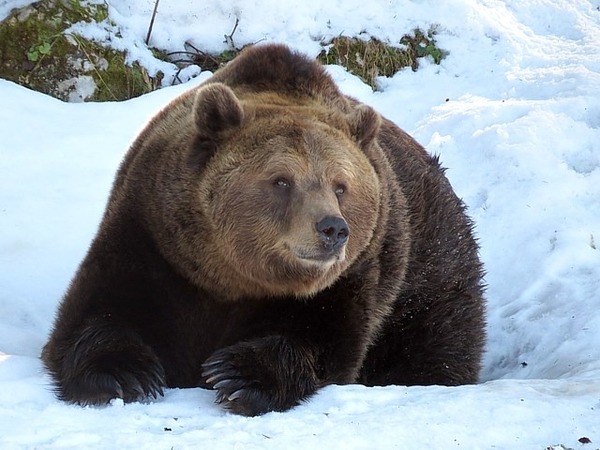 Les ours font partie des animaux dits hibernants