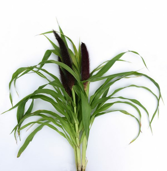 Donnez le nom usuel, le nom botanique et la famille de cette fleur ?