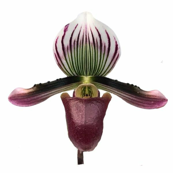 Donnez le nom usuel, le nom botanique et la famille de cette plante ?