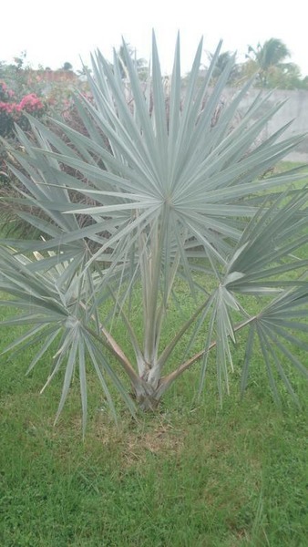 Quel est le nom de ce palmier qui pousse en GUYANE ?