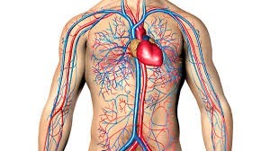 O sistema circulatório, também chamado de sistema cardiovascular é composto de quê?