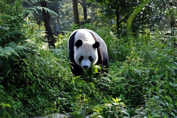 A quel pays sont empruntés les pandas ?