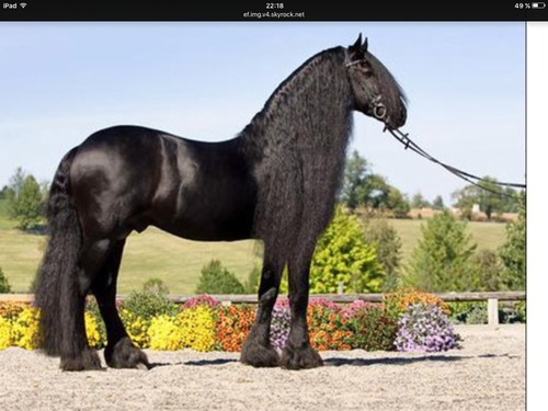 De quelle race est ce cheval magnifique ?