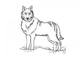 Dans sa dernière vidéo, Cyprien a fait un tuto pour nous apprendre a dessiner un loup :