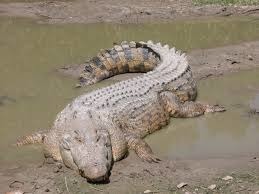 Le crocodile marin mâle fait...