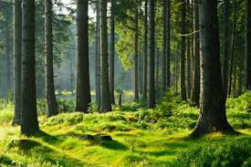 Ile procent powierzchni Polski zajmują lasy ?