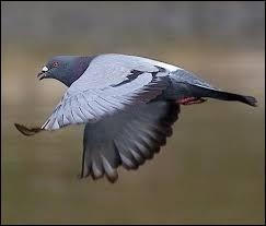 Dans quel sport peut-on faire "une aile de pigeon" ?