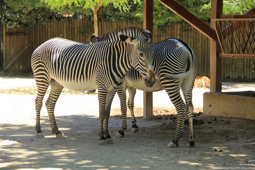 Uma zebra come cerca de 3 quilos de feno por dia. Quantos quilos de feno comem 10 zebras ?