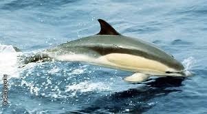 Quel dauphin est-ce ?