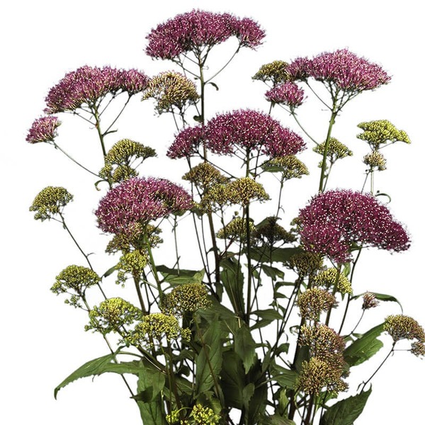 Donnez le nom usuel, le nom botanique et la famille de cette fleur ?