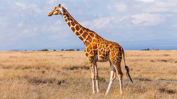 Comment dit-on "girafe" en espagnol ?