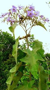Qual nome popular da Solanum paniculatum ?
