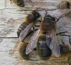 Combien y a-t-il de femelles fertiles dans la ruche ? (abeilles)