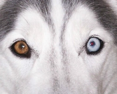 Est-ce possible qu'un chien puisse avoir les yeux de différentes couleurs ?