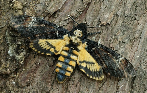 Quel papillon tient son nom du motif situé sur son thorax ?
