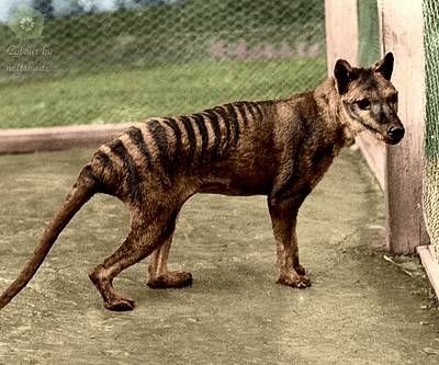 Omment s’appelait cet animal tigré vivant en Tasmanie et dont le dernier spécimen a été tué dans les années 1930 ?
