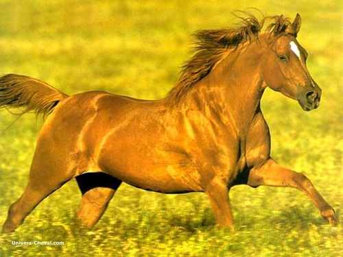 Comment appelle-t-on le pelage des chevaux ?