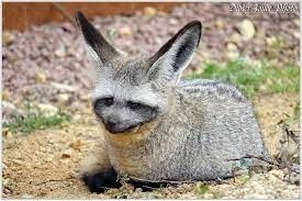 À l'âge adulte, ce renard africain aux oreilles démesurées pèse à peine 4 kilos...
