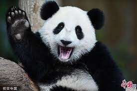 Quelle est la nationalité du panda ?