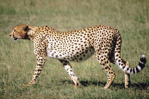 Quelle est la différence entre un guépard et un léopard ?