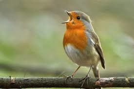 En Angleterre, on l'appelle le Robin c'est...