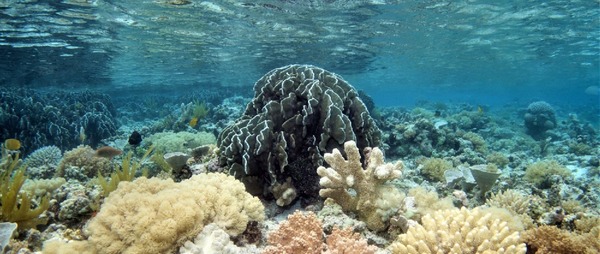 Dans quel océan retrouve-t-on environ 60 % de tous les récifs de corail ?