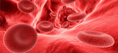 Qual o tempo médio de vida de um glóbulo vermelho?