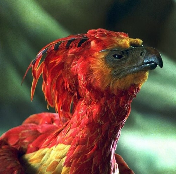 Dans Harry Potter, Dumbledore a un oiseau, mais lequel ?