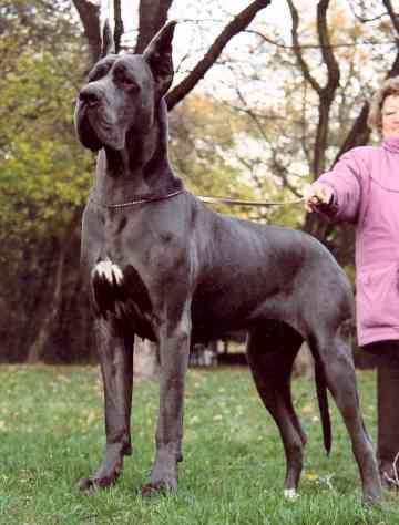Quelle taille fait ce chien ?