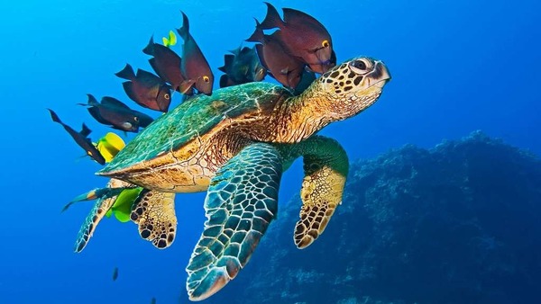Les tortues de mer ne peuvent pas rentrer leur tête dans leur carapace.