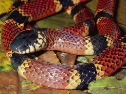 Ce serpent d'Amérique latine n'est pas considéré comme agressif, mais je vous suggère tout de même de ne pas le chatouiller de trop près