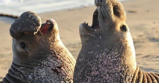 Que font les éléphants de mer du Sud pour trouver une partenaire ?