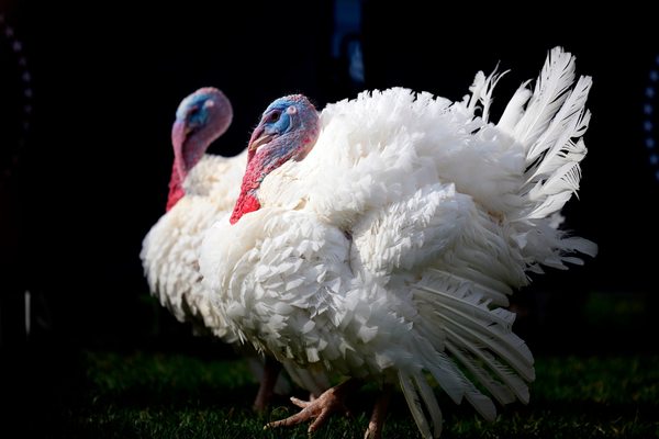 Whaht's the name of the 2 turkeys wich get pardon in 2023 ?