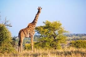 Le système sanguin de la girafe est adapté à son cou. Les scientifiques s'en sont inspirés pour concevoir un objet. Lequel ?