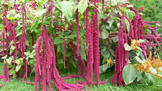 Donnez le nom usuel, le nom botanique et la famille de cette fleur :