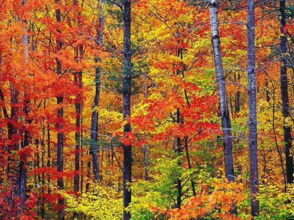 Pourquoi les feuilles se colorent-elles en jaune-orangé à l’automne ?
