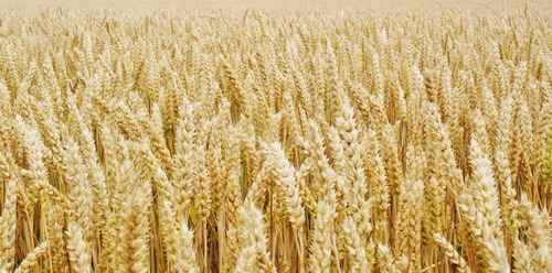 Qu'utilise-t-on pour réaliser une cultures de blé ?