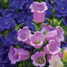 Donnez le nom usuel et le nom botanique de cette fleur :