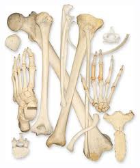 Quel os du squelette est le plus long et le plus solide ?