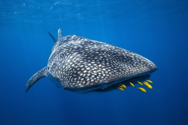 De quoi se nourrit principalement le requin-baleine, tout en se déplaçant assez lentement ?