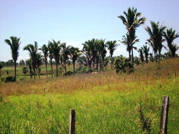 . Em qual tipo de vegetação predominante no Maranhão tem a extração do babaçu?