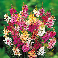 Donnez le nom usuel de cette fleur :