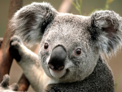 Le koala mange: