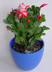 Donnez le nom usuel, le nom botanique et la famille de cette plante :