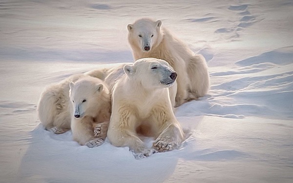 Quel est le principal danger qui menace l’ours polaire ?