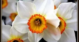 Donnez le nom usuel, le nom botanique et la famille de cette fleur ?